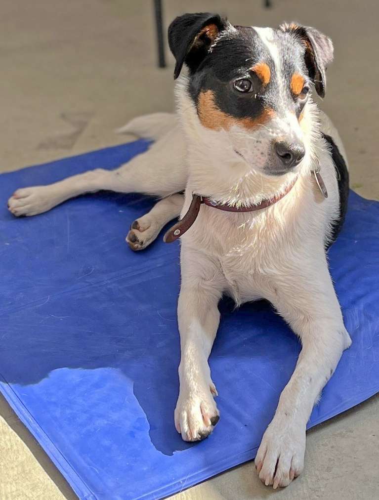 So arbeite ich mit dir und deinem Hund – meine Philosophie fürs Hundetraining in Düsseldorf. So arbeite ich mit dir und deinem Hund – meine Philosophie fürs Hundetraining in Düsseldorf.