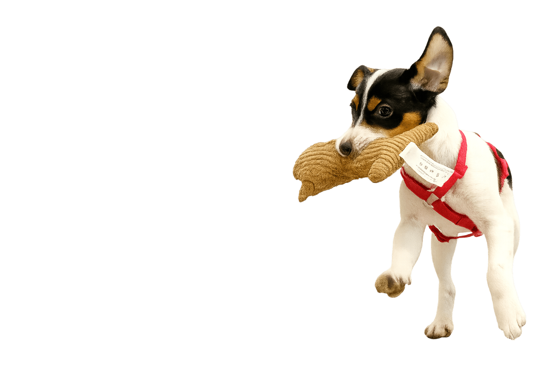 Hundetraining in Düsseldorf und Umgebung oder als Online-Beratung Professionelles Hundetraining in Düsseldorf mit der zertifizierten Hundetrainerin Angelika Richter